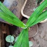 Pandanus amaryllifolius पत्ता