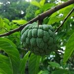 Annona cherimolaFruit