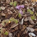 Epimedium grandiflorumΦύλλο