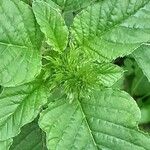 Amaranthus retroflexus Blad