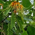 Morisonia paradoxa 花