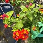 Lantana × strigocamara Flower