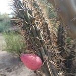 Cereus aethiops Fruit