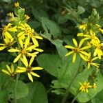 Ligularia fischeri Flower