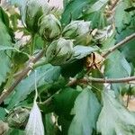 Hibiscus syriacus Froito