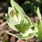 Centaurea pectinata Цвят