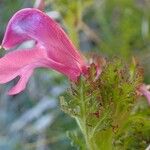 Pedicularis gyroflexa Çiçek
