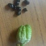 أنواع غير معروفةFruit