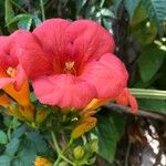 Campsis grandifloraFlower