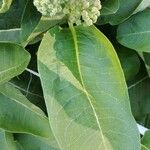 Asclepias variegata Лист