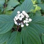 Cornus albaFruto