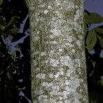 Juglans mandshurica Corteza