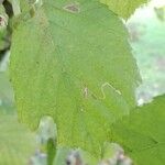 Corylus cornuta Leaf