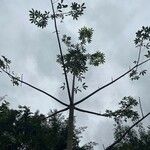 Ceiba pentandra Habit