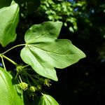 Acer × coriaceum Leaf