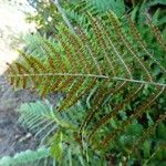 Dryopteris filix-mas Feuille