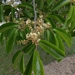 Nectandra membranacea Feuille