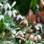 Galanthus nivalis Ďalší