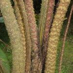 Cyrtosperma johnstonii Bark