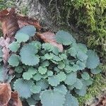 Saxifraga hirsuta Hoja
