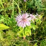 Monarda fistulosaFlower