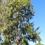 Casuarina cunninghamiana عادت داشتن