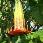 Brugmansia sanguinea Floare