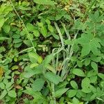 Anticlea elegans Foglia
