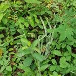 Anticlea elegans Blad