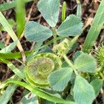 Medicago orbicularis Frucht