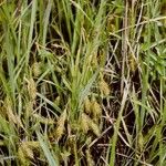 Carex paleacea Pokrój