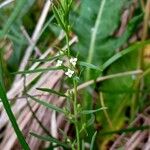 Thesium alpinum Leaf