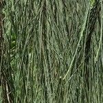 Casuarina cunninghamiana葉