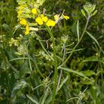 Erysimum rhaeticum Fruit