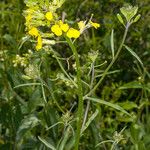 Erysimum rhaeticum Gyümölcs