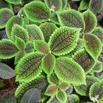 Pilea mollis Lehti