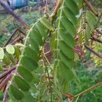 Indigofera heterantha Leaf