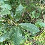 Castanea pumila 葉