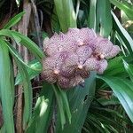 Vanda coerulescens Flor