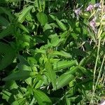 Saponaria officinalis Blad