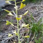 Capsella bursa-pastoris Fruit