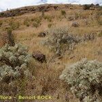 Artemisia gorgonum ശീലം