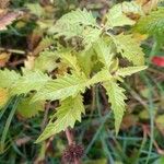 Lycopus europaeus Leaf