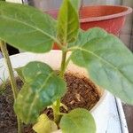 Mirabilis longiflora Leaf