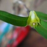 Polystachya lindblomii Blüte