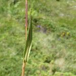 Bistorta vivipara Leaf