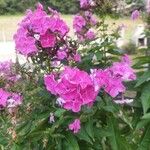 Phlox maculata Flor