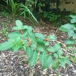 Rauvolfia tetraphyllaKabuk