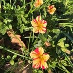 Petunia × atkinsiana Žiedas