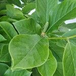Magnolia kobus 葉